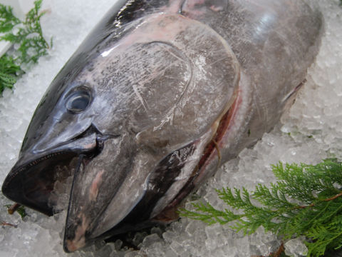 回転すし　金の魚魚丸