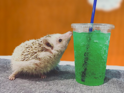 Moff animal cafe