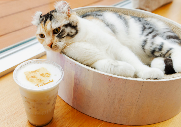 Cat Café MOFFのイメージ