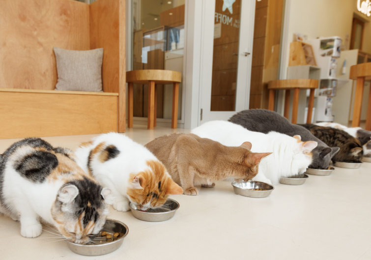 Cat Café MOFFのイメージ