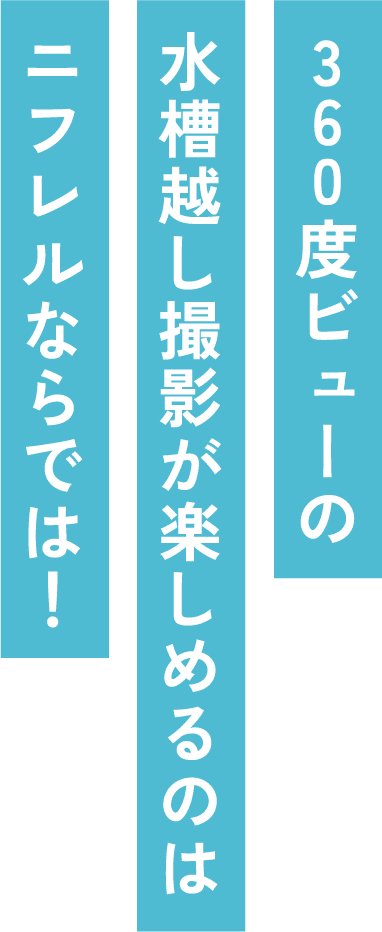 360度ビューの水槽越し撮影が楽しめるのはニフレルならでは！