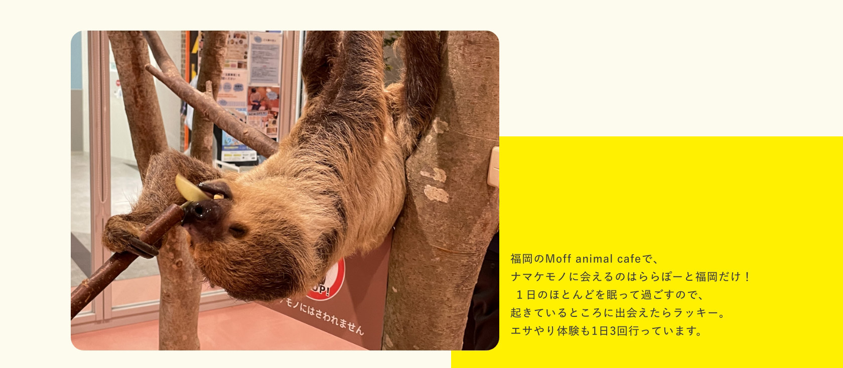 福岡のMoff animal cafeで、 ナマケモノに会えるのはららぽーと福岡だけ！ １日のほとんどを眠って過ごすので、 起きているところに出会えたらラッキー。 エサやり体験も1日3回行っています。