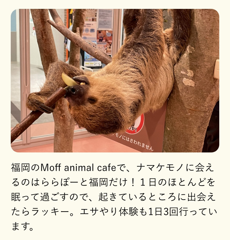 福岡のMoff animal cafeで、 ナマケモノに会えるのはららぽーと福岡だけ！ １日のほとんどを眠って過ごすので、 起きているところに出会えたらラッキー。 エサやり体験も1日3回行っています。