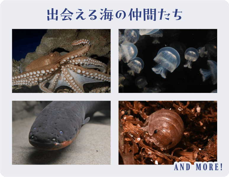 出会える海の仲間たち