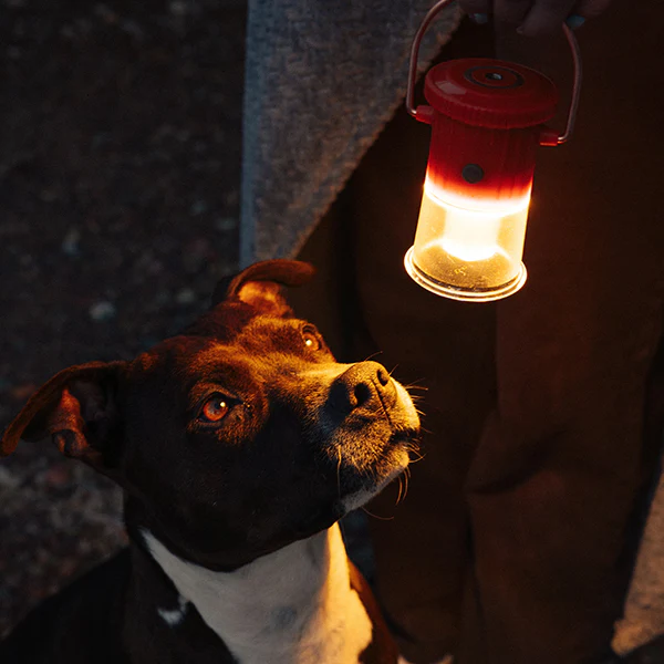 abstract スポーツ＆アウトドア カカオ・ランタン先生 F6 キャンバス