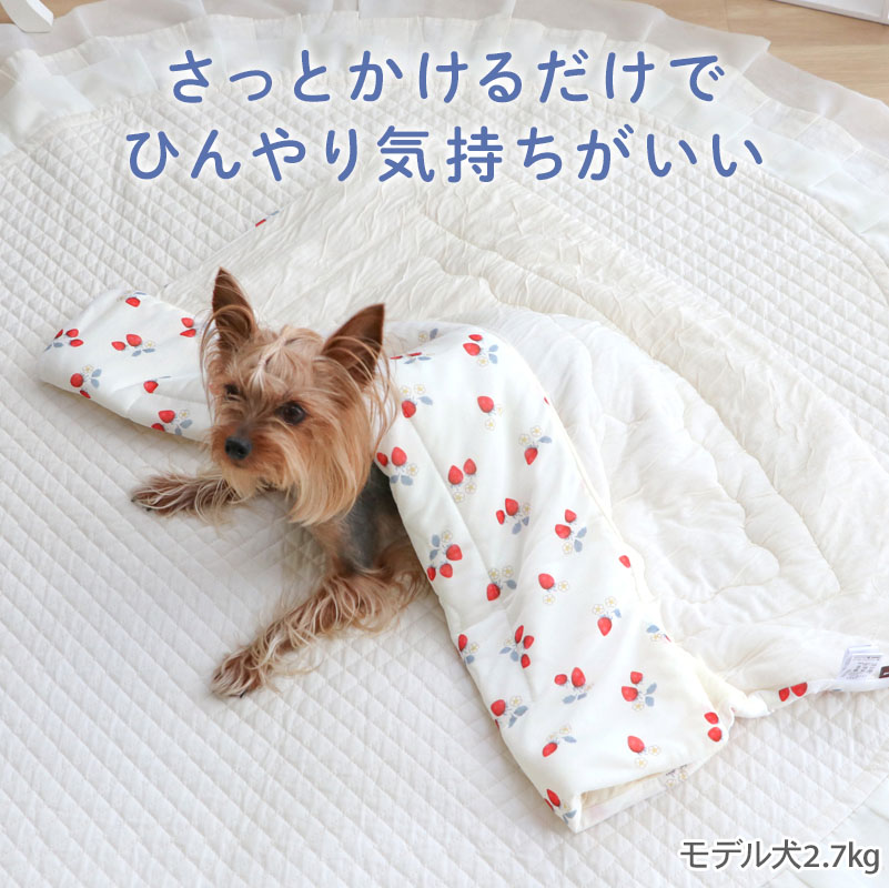 毎年大好評♪もちっとクールシリーズ》 | ららぽーと立川立飛