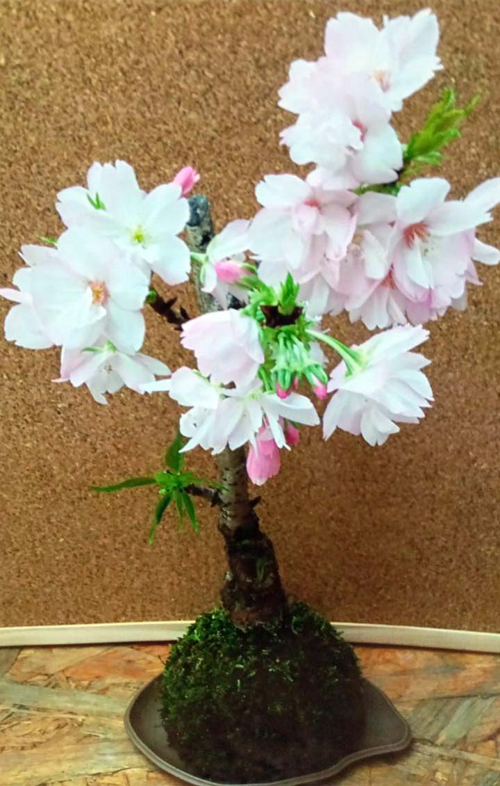 NORA spin off 〜阿賀の苔玉