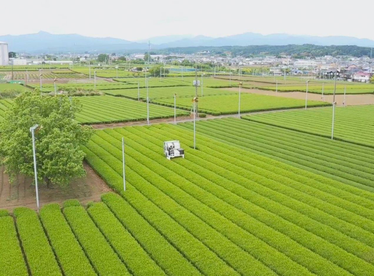 広大な茶畑の画像