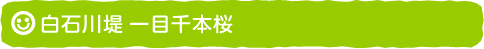 白石川堤 一目千本桜