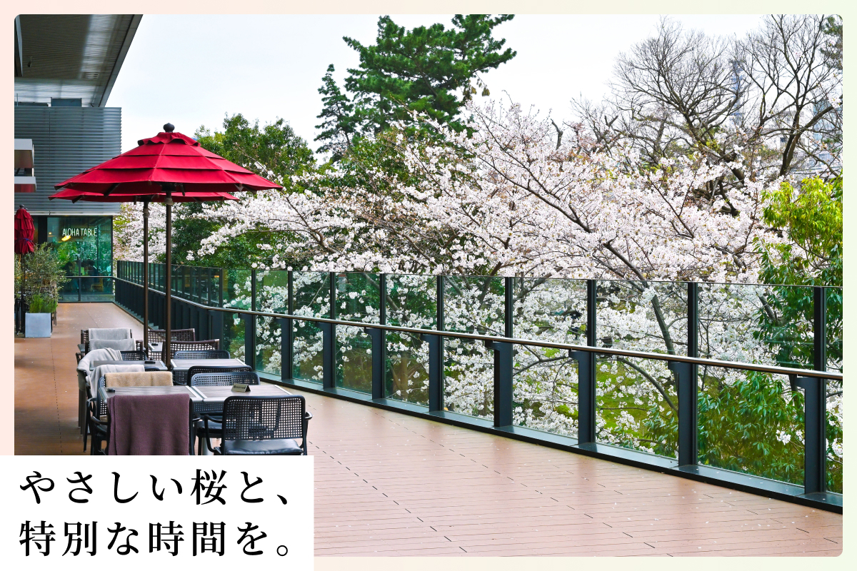 飯田橋サクラテラスの“サクラ”の魅力を、もっとくわしくご紹介
