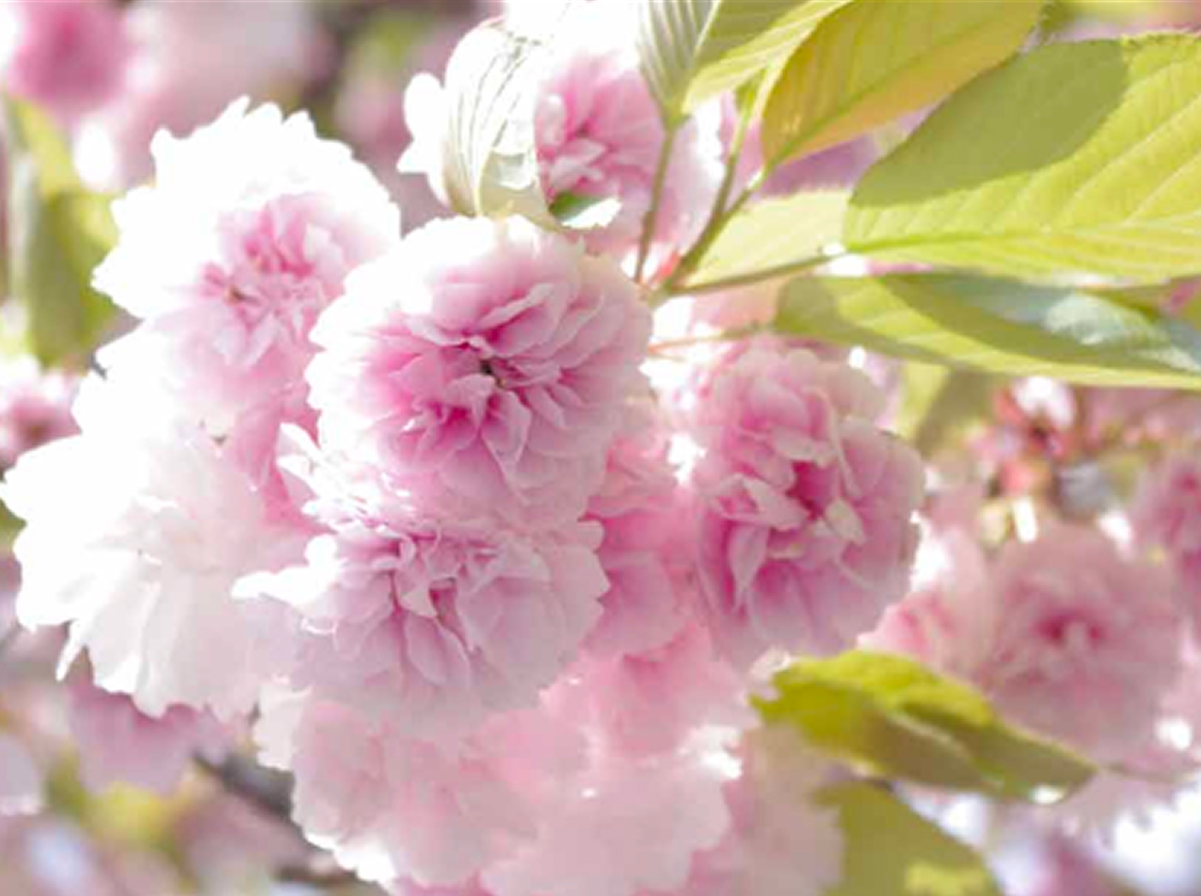 사토자쿠라 (후겐소)