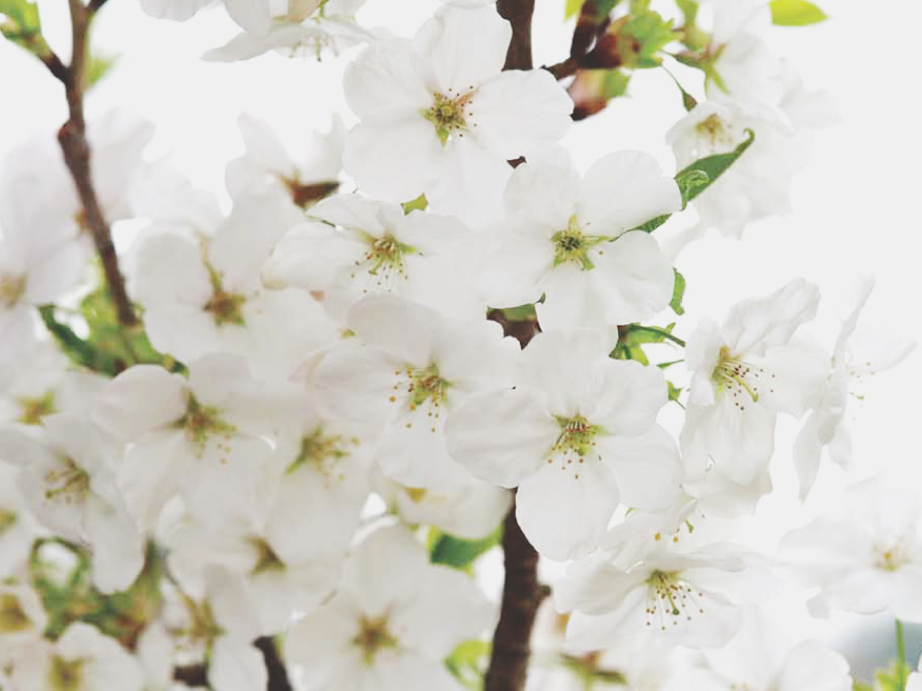 오오시마자쿠라