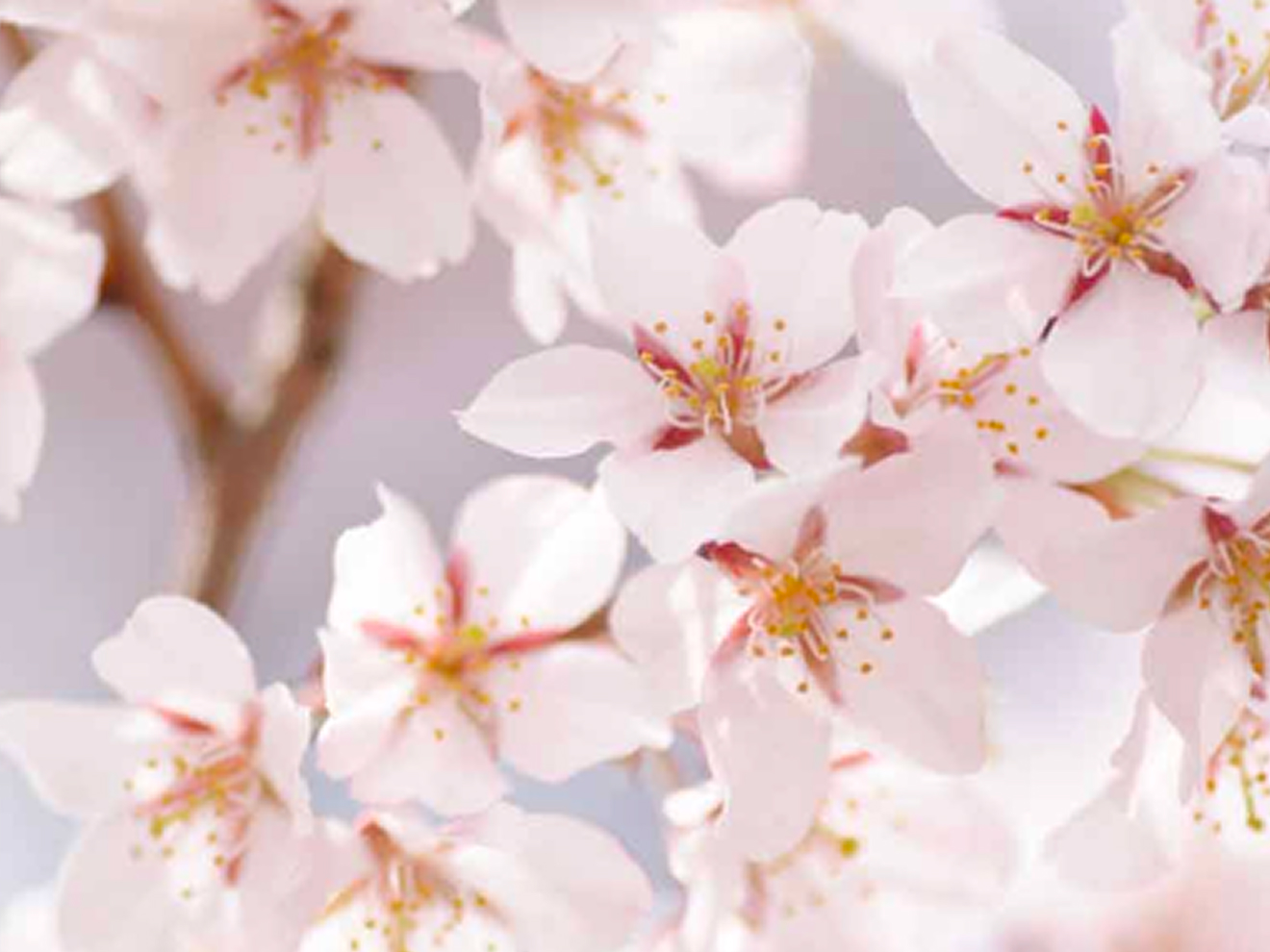 에드히간자쿠라