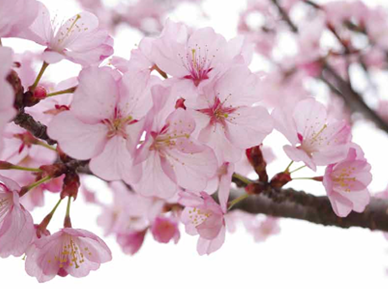 오오야마자쿠라