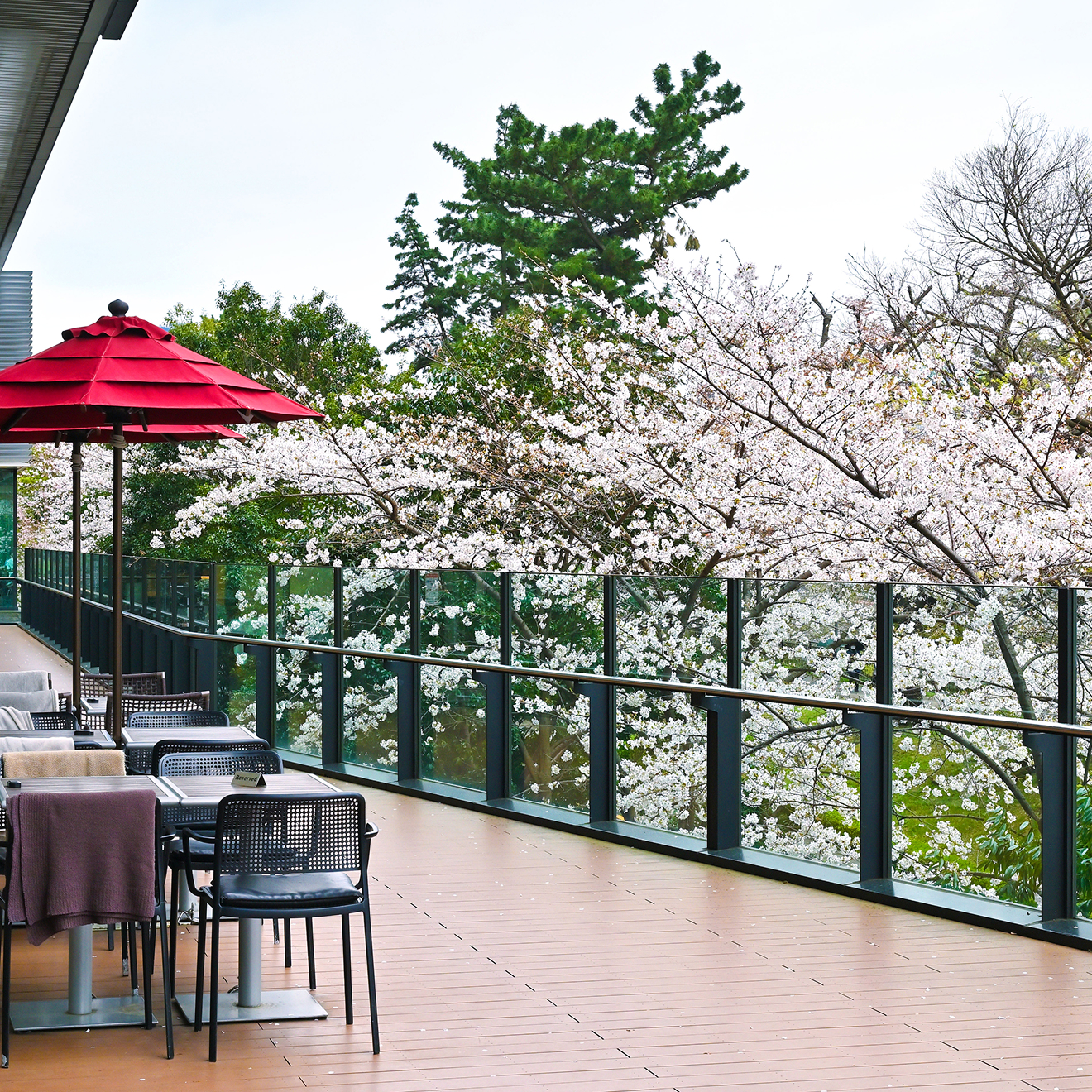 Sakura Terrace 메인 비주얼