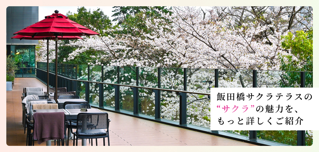 【26-026】サクラ特設サイト